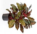 Kunstplant Calathea Rood Deluxe 80 cm, Huis en Inrichting, Verzenden