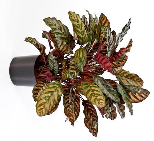Kunstplant Calathea Rood Deluxe 80 cm, Huis en Inrichting, Kamerplanten, Verzenden