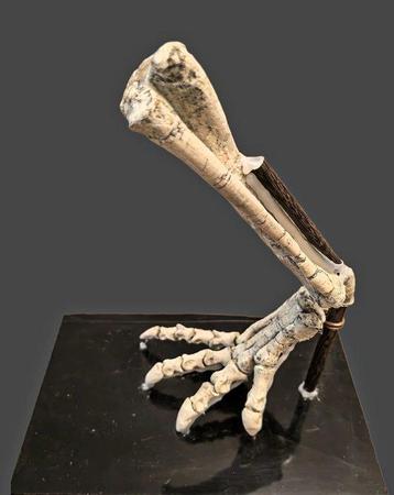 Mains de dinosaure adultes - Crâne fossile - Psittacosaurus