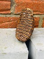 Mammouth laineux - Molaire fossile - Mammuthus primigenius -