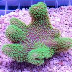 Lobophytum sp Fluo Green Polyps M (6 - 7 cm), Dieren en Toebehoren