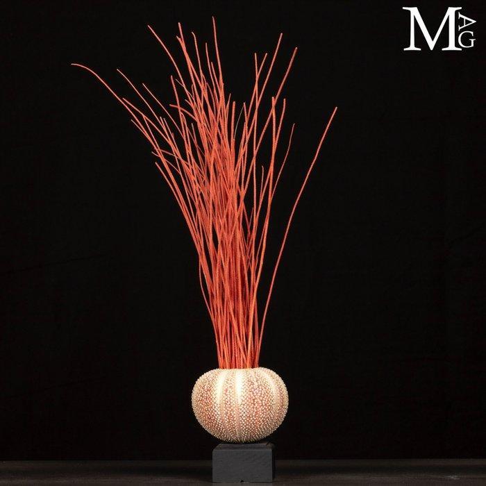 Artistieke maritieme decoratie Taxidermie volledige montage, Verzamelen, Mineralen en Fossielen