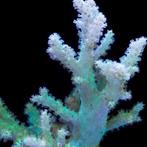 Sinularia Asterolobata (Vingerleder Koraal) Groen M (Ong. 10, Dieren en Toebehoren, Vissen | Aquariumvissen