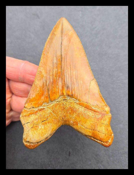 *Peru* Megalodon - Fossiele tanden - 114 mm - 79 mm, Verzamelen, Mineralen en Fossielen