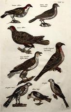 Matthäus Merian (1593-1650) - hand coloured folio- Birds: