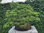 pinus parviflora - Hauteur (arbre) : 64 cm - Profondeur, Antiek en Kunst