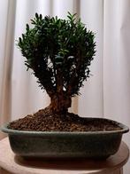 Bonsaï Buxus Harlandii dans un plateau à bonsaï. - Hauteur