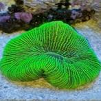 Trachyphyllia Ultra Green M (Ong. 5-6 cm), Dieren en Toebehoren, Vissen | Aquariumvissen
