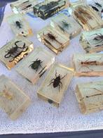 Themacollectie - Insecten- en spinnenverzameling in