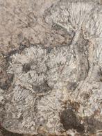 Kroonnakkei-fossielcluster uit Guizhou - Gefossiliseerd dier, Verzamelen