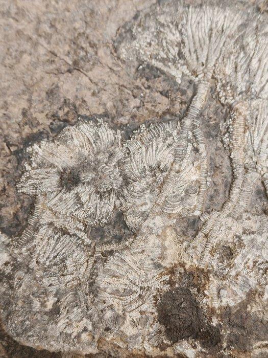 Kroonnakkei-fossielcluster uit Guizhou - Gefossiliseerd dier, Verzamelen, Mineralen en Fossielen