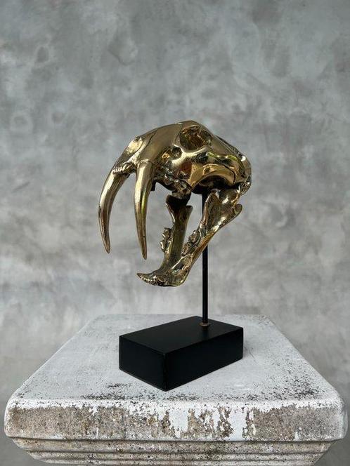 Statue, NO RESERVE PRICE - Saber Tooth Tiger Skull -, Antiek en Kunst, Curiosa en Brocante