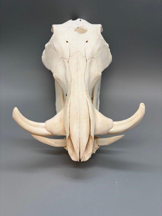 Wrattenzwijn Schedel - Phacochoerus africanus - 21 cm - 20, Collections, Collections Animaux