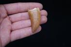 Dinosaure - Dent fossile - Carcharodontosaurus saharicus -