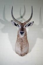 Waterbok Taxidermie wandmontage - Kobus ellipsiprymnus - 58, Nieuw