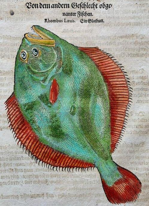 Conrad Gesner - Fischbuch - 1598, Antiek en Kunst, Antiek | Boeken en Manuscripten