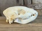Spottende hyena Schedel - Crocuta crocuta - 11 cm - 14 cm -, Nieuw