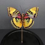 Vlinder Taxidermie volledige montage - Papillon Euphaedra -