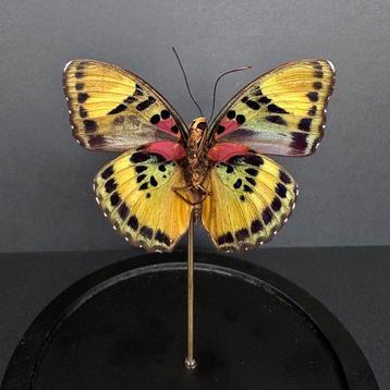 Vlinder Taxidermie volledige montage - Papillon Euphaedra -