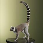 Ringstaartmaki Taxidermie Opgezette Dieren By Max, Verzamelen, Dierenverzamelingen, Ophalen of Verzenden, Nieuw, Wild dier, Opgezet dier