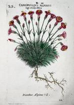Pierre Richer de Belleval - Lot of 3 engravings. Botany: