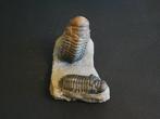 Trilobite - Animal fossilisé - Crotalocephalina gibbosa - 10, Verzamelen, Mineralen en Fossielen