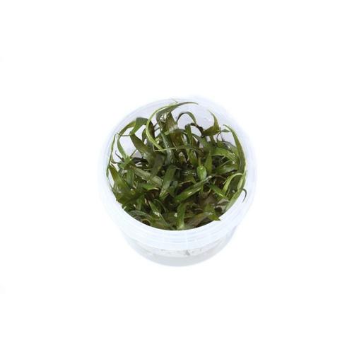 Cryptocoryne undulata veinghera in vitro, Dieren en Toebehoren, Vissen | Aquaria en Toebehoren, Nieuw, Verzenden