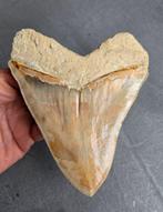 Haai - Fossiele tand - Otodus (Carcharocles) megalodon - 136