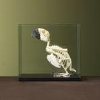 Blauw-Gele Ara Skelet Taxidermie Opgezette Dieren By Max, Ophalen of Verzenden, Nieuw, Vogel, Opgezet dier