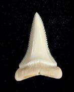 Witte haai Taxidermie volledige montage - Carcharodon