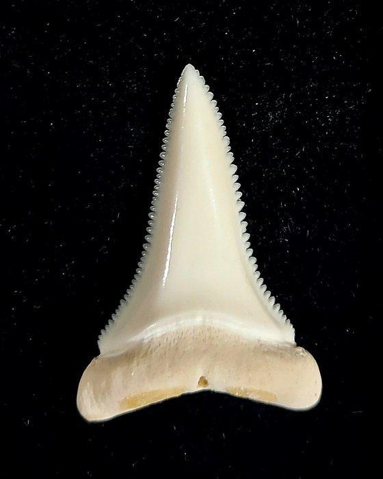 Witte haai Taxidermie volledige montage - Carcharodon, Antiek en Kunst, Curiosa en Brocante