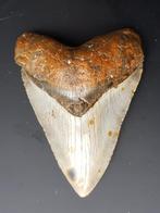 Mégalodon - Dent - 132×99×29 mm, Verzamelen, Mineralen en Fossielen