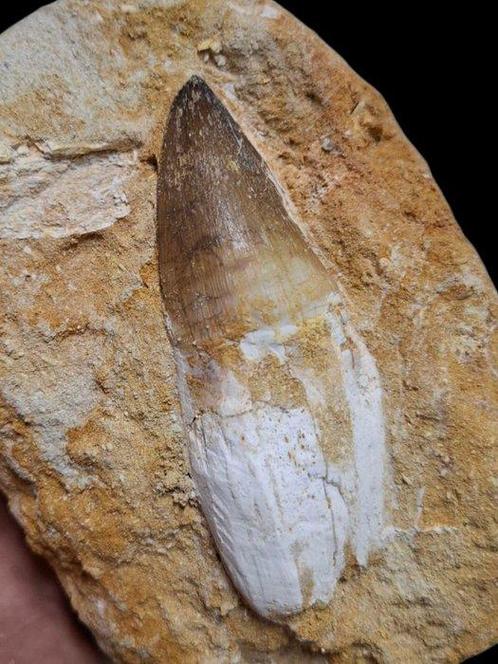 Exemplaire exclusif de mosasaure géant naturel et en parfait, Verzamelen, Mineralen en Fossielen