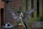 Valkparkiet Taxidermie volledige montage - Nymphicus, Verzamelen, Nieuw
