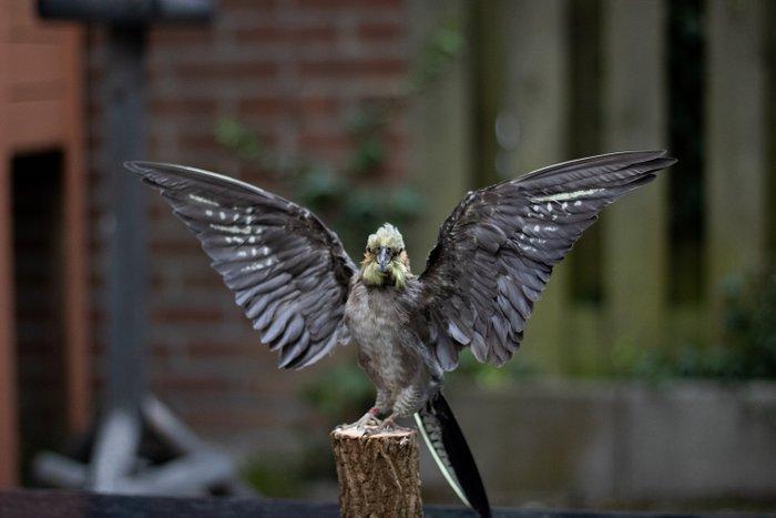 Valkparkiet Taxidermie volledige montage - Nymphicus, Verzamelen, Dierenverzamelingen
