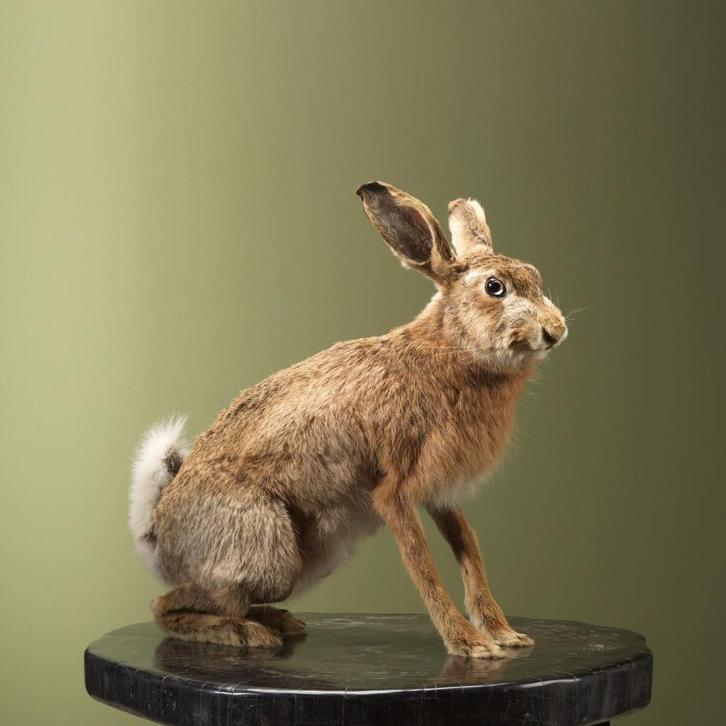 Haas Taxidermie Opgezette Dieren By Max, Verzamelen, Dierenverzamelingen, Opgezet dier, Nieuw, Wild dier, Ophalen of Verzenden