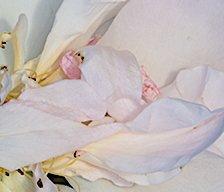 Diane Pfister - Crown Estate Rose Collection No. 34