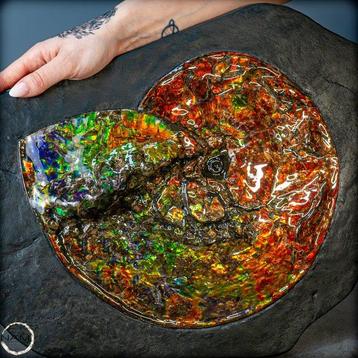 Heel mooie natuurlijke opalerende ammoniet met zeldzame