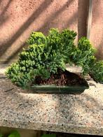 Jeneverbes bonsai (Juniperus) - Hoogte (boom): 19.5 cm -