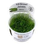 Vesicularia dubyana Christmas 1-2-grow! (medium), Verzenden, Nieuw