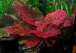 Rode tijgerlotus  - Nymphaea lotus rood aquariumplant, Dieren en Toebehoren, Vissen | Aquaria en Toebehoren, Nieuw, Verzenden
