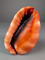 Indrukwekkende dieprode bulmouth, of rode helmzeeslak, Verzamelen, Nieuw