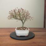 Acer palmatum kiyohime - Hoogte (boom): 25 cm - Diepte