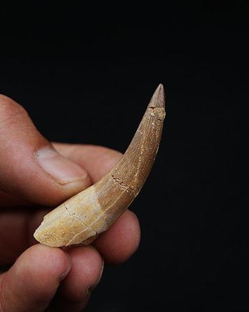 Reptile marin - Dent fossile - Plesiosaurus sp. (Sans Prix