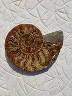 Ammoniet - Gefossiliseerde schelp - Aioloceras (Cleoniceras)