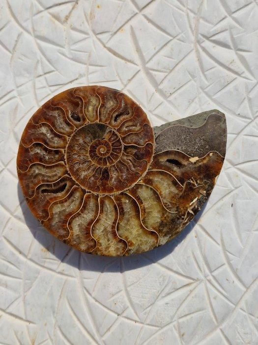 Ammoniet - Gefossiliseerde schelp - Aioloceras (Cleoniceras), Verzamelen, Mineralen en Fossielen