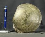 Grote, zeer decoratieve schelpdierplaat - Gefossiliseerd, Verzamelen