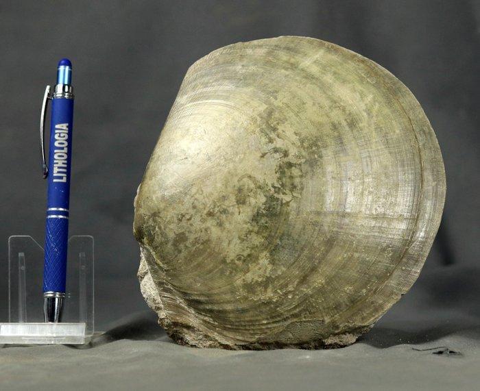 Grote, zeer decoratieve schelpdierplaat - Gefossiliseerd, Verzamelen, Mineralen en Fossielen