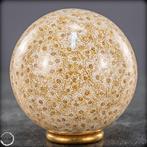 Extreem zeldzame natuurlijke fossiele koraalbol Australië-, Verzamelen