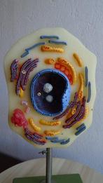 Anatomisch model - Plastic - 1970-1980 - Dierlijke celmodel, Antiek en Kunst